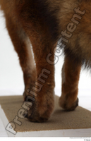  Red fox leg 0027.jpg
